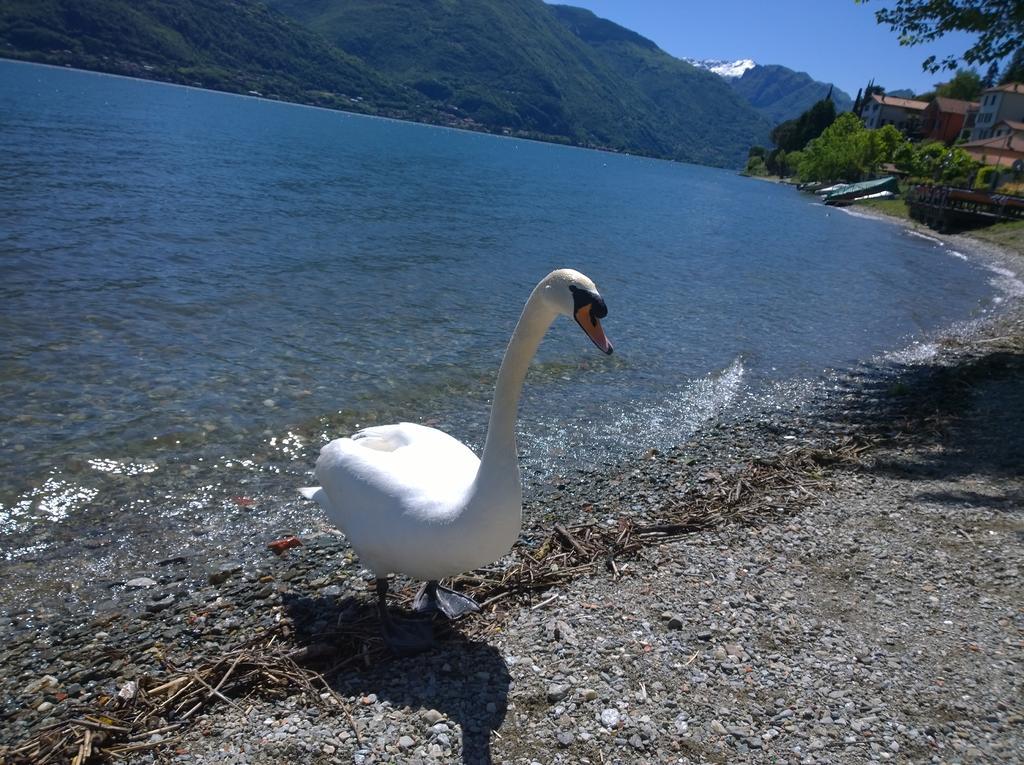 Appartamento Venanzio! Pianello Del Lario Esterno foto